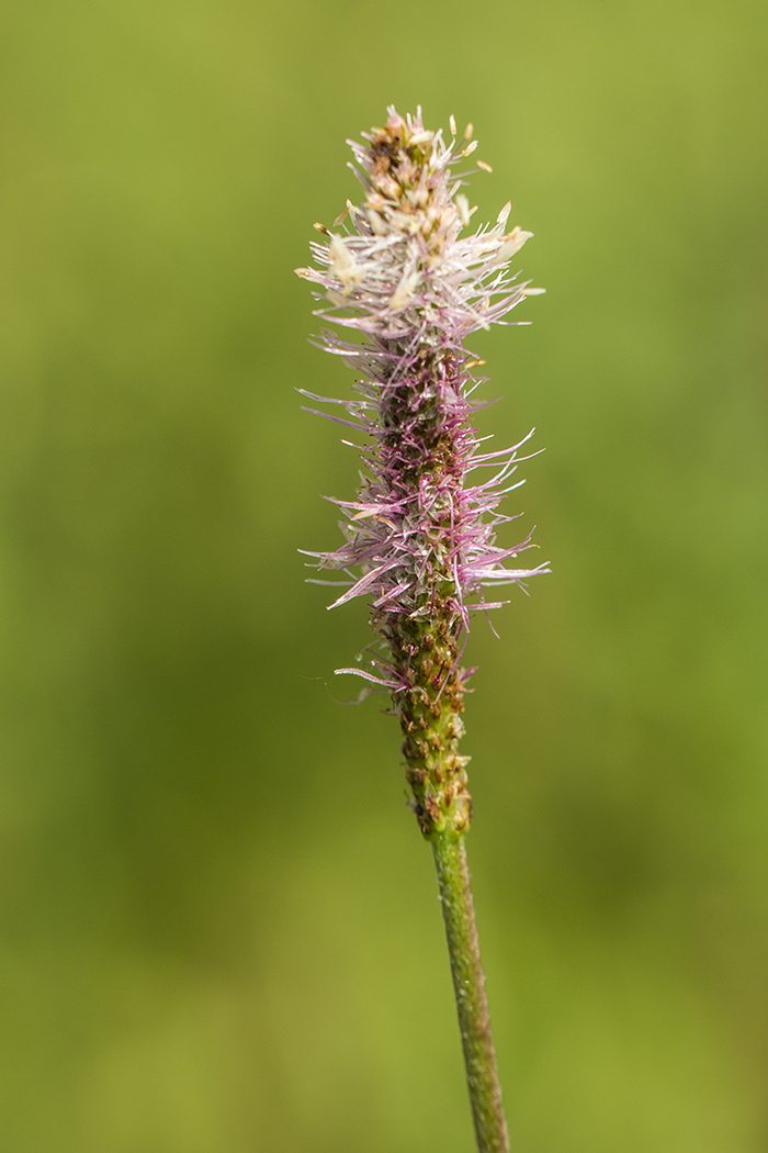 Image of Plantago urvillei specimen.