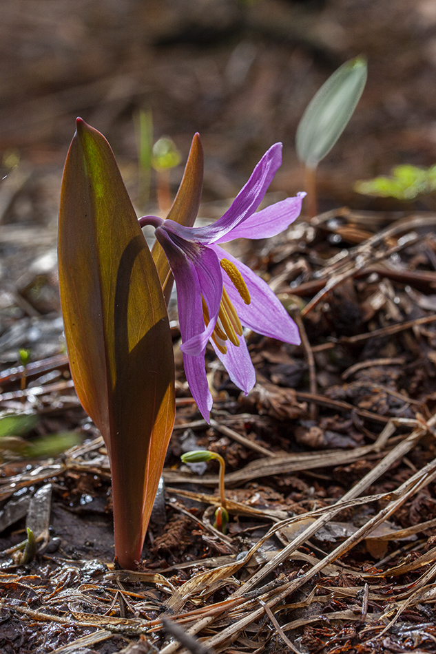 Изображение особи Erythronium sibiricum.