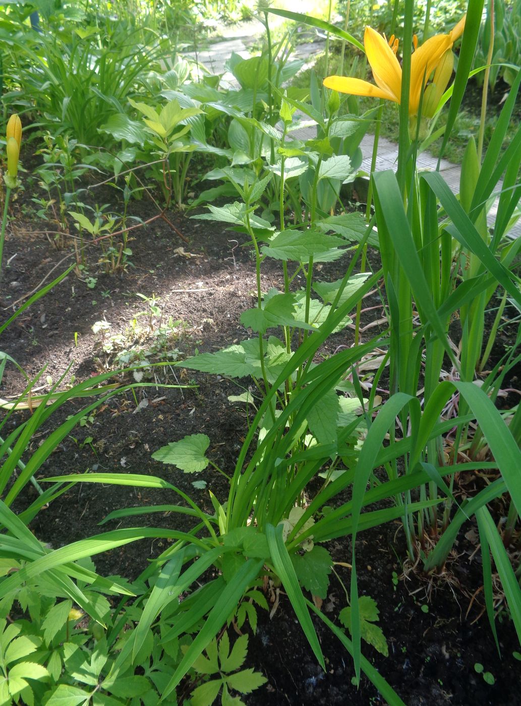 Image of genus Hemerocallis specimen.