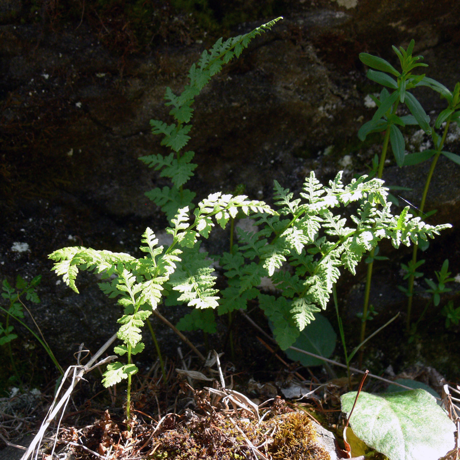 Изображение особи Cystopteris fragilis.