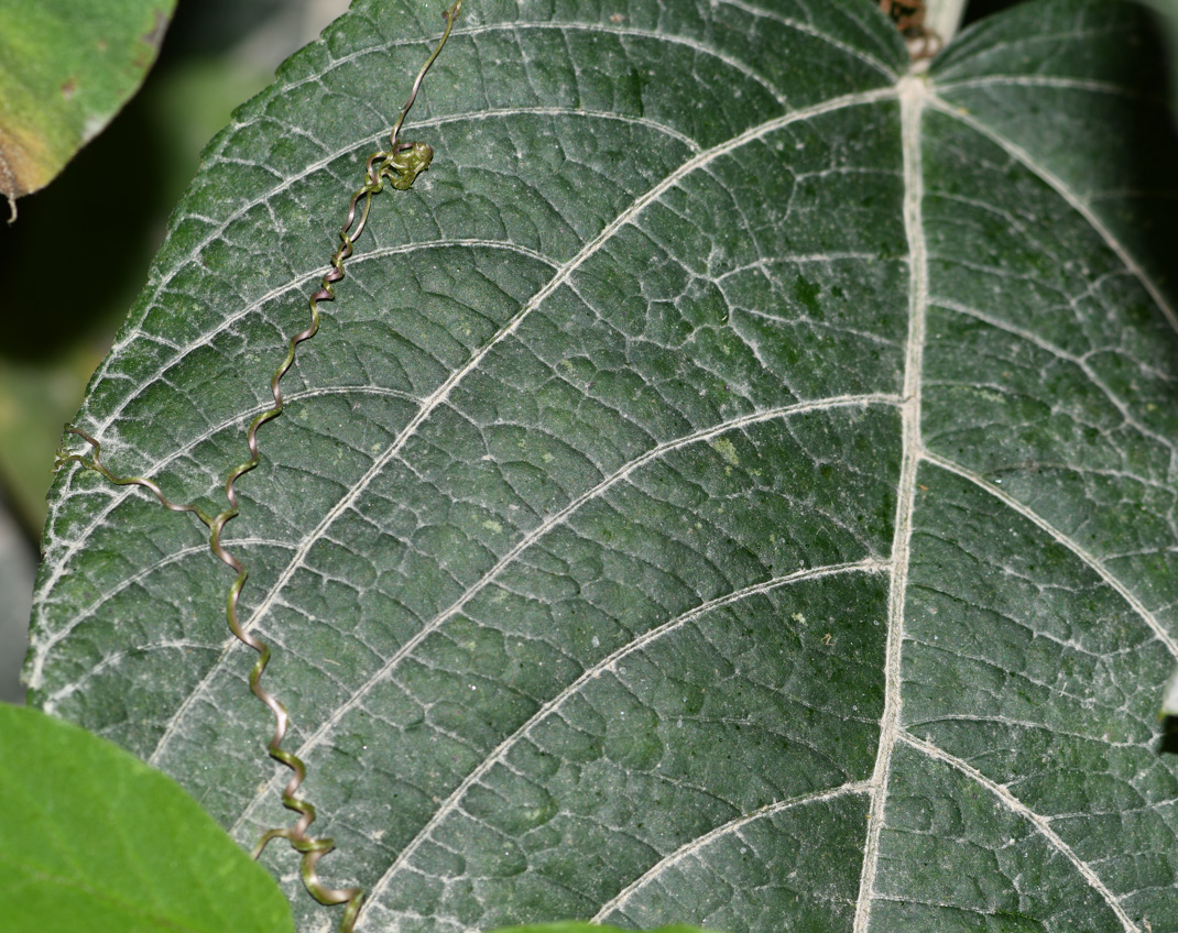 Image of Acalypha peruviana specimen.