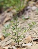 Cleome circassica. Цветущее растение. Краснодарский край, м/о город-курорт Анапа, окр. с. Большой Утриш, каменистая осыпь в можжевеловом лесу. 9 июля 2021 г.