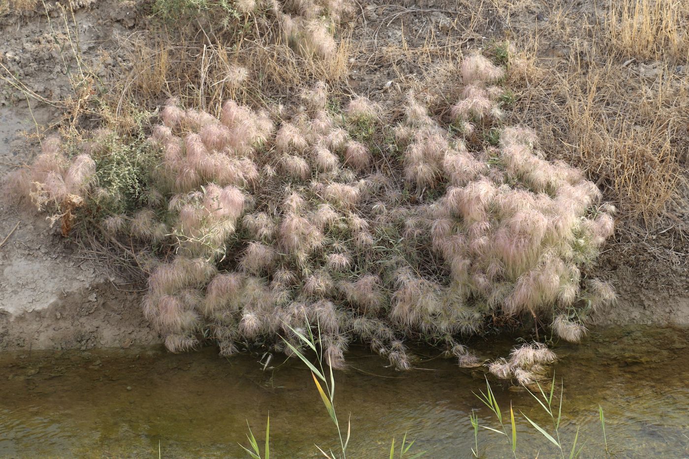 Image of Clematis orientalis specimen.