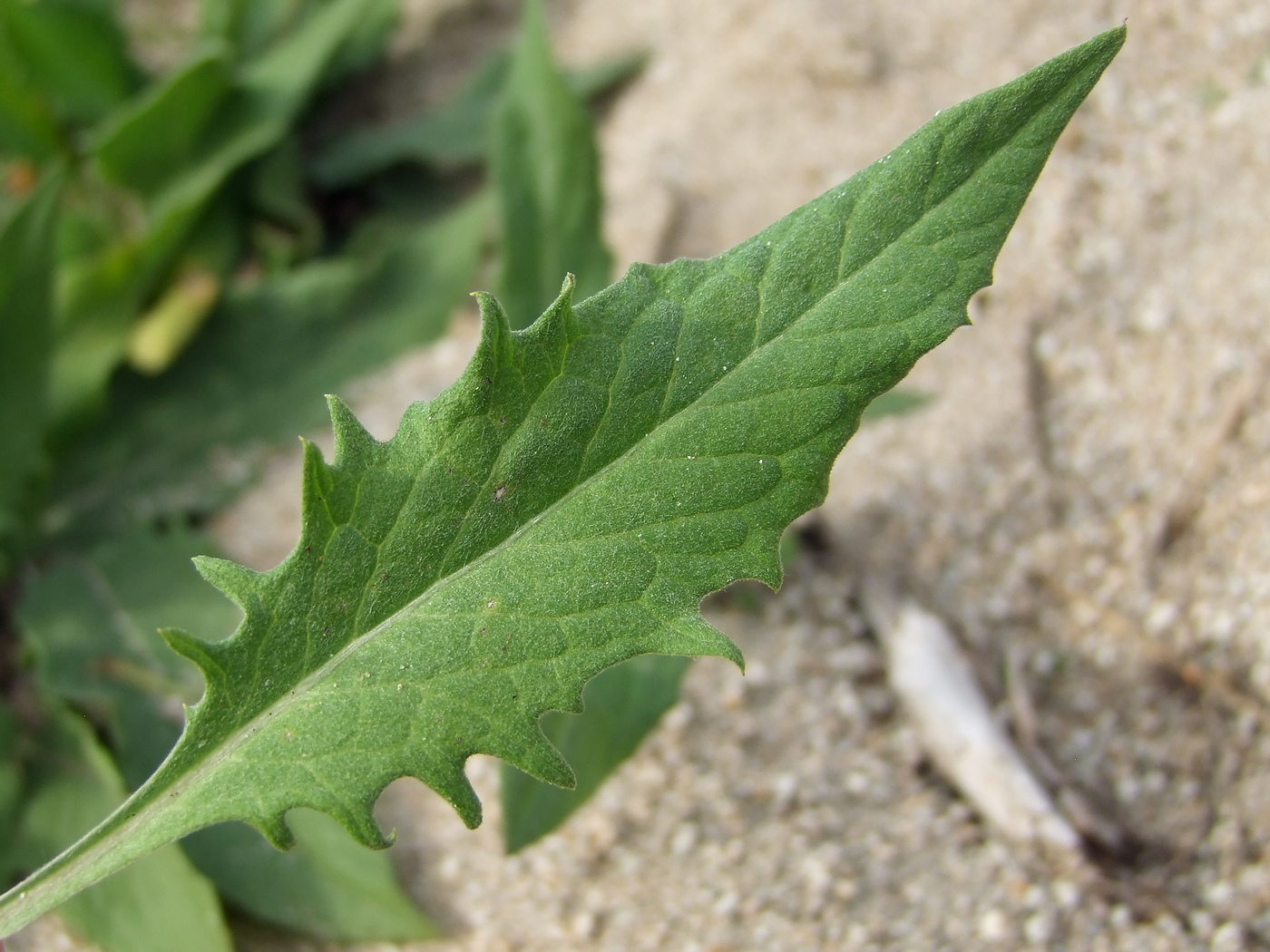 Image of Saussurea amara specimen.