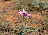 Tragopogon ruber