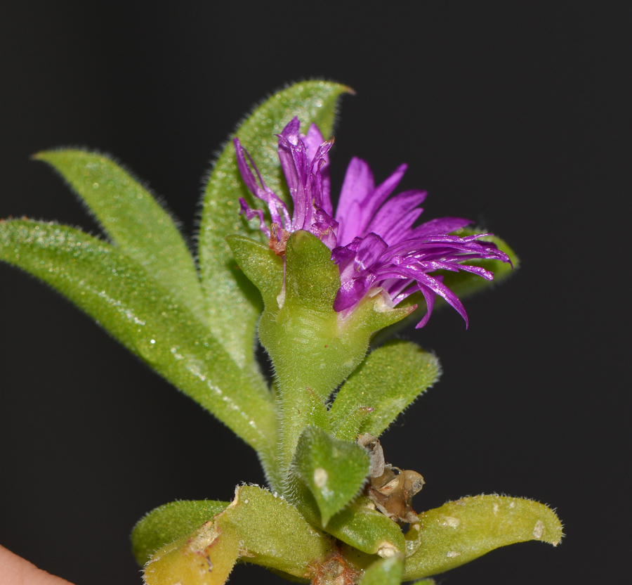 Изображение особи семейство Aizoaceae.