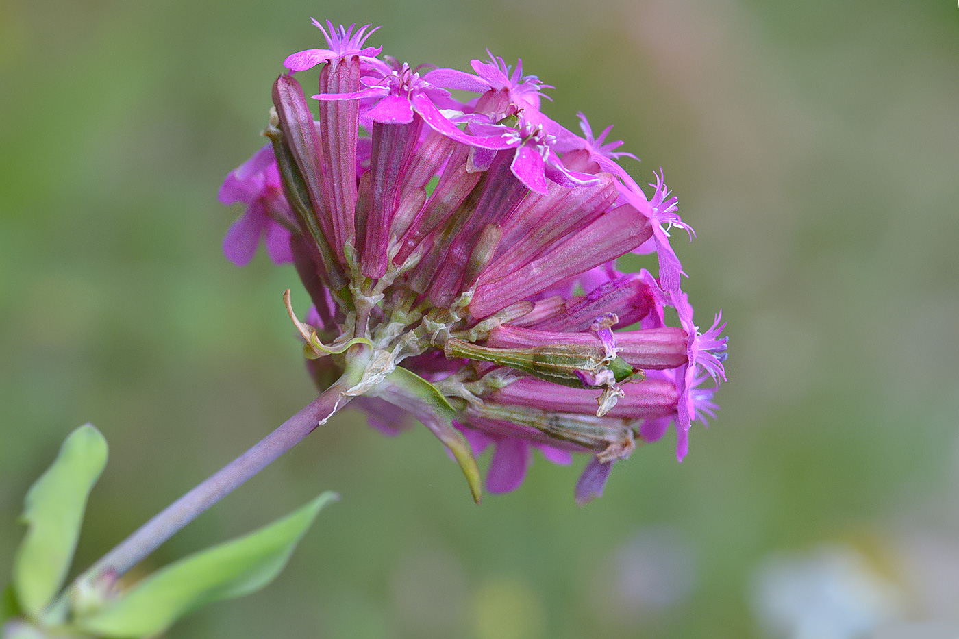 Изображение особи Silene compacta.