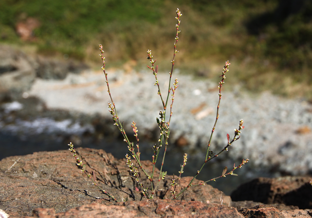 Изображение особи Polygonum fusco-ochreatum.