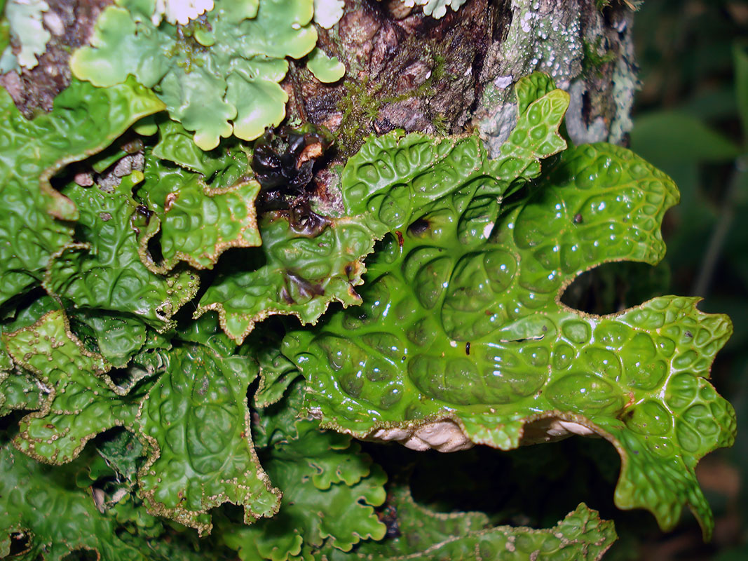 Image of Lobaria spathulata specimen.