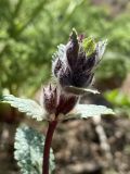 Phlomoides angreni