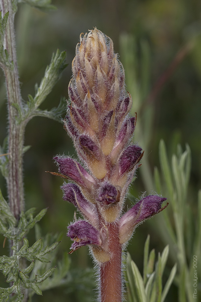 Image of Orobanche pubescens specimen.