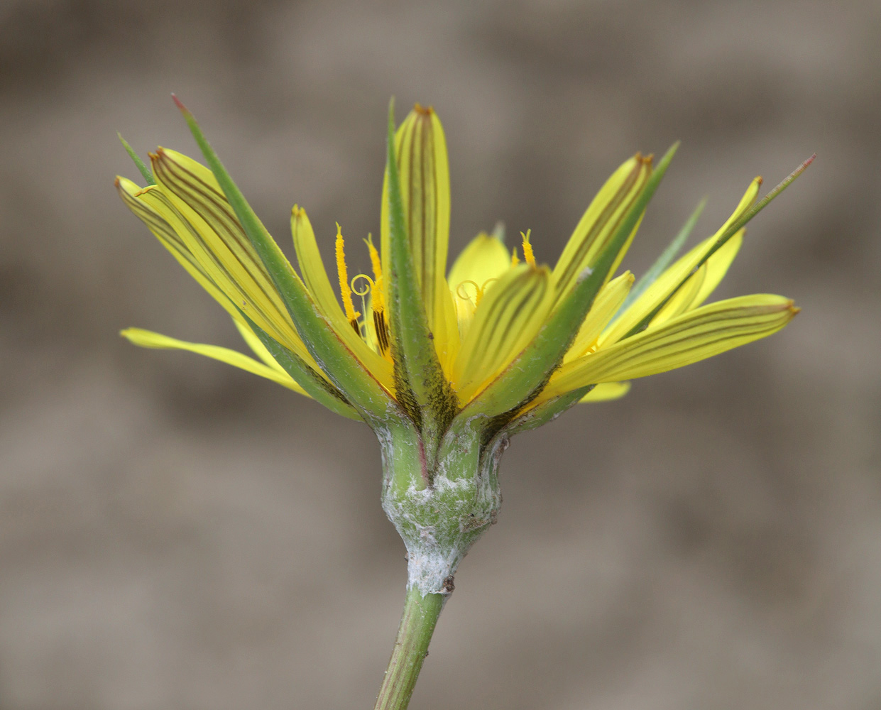 Image of genus Tragopogon specimen.