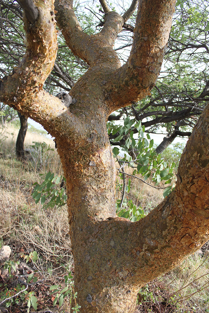 Image of Sterculia africana specimen.