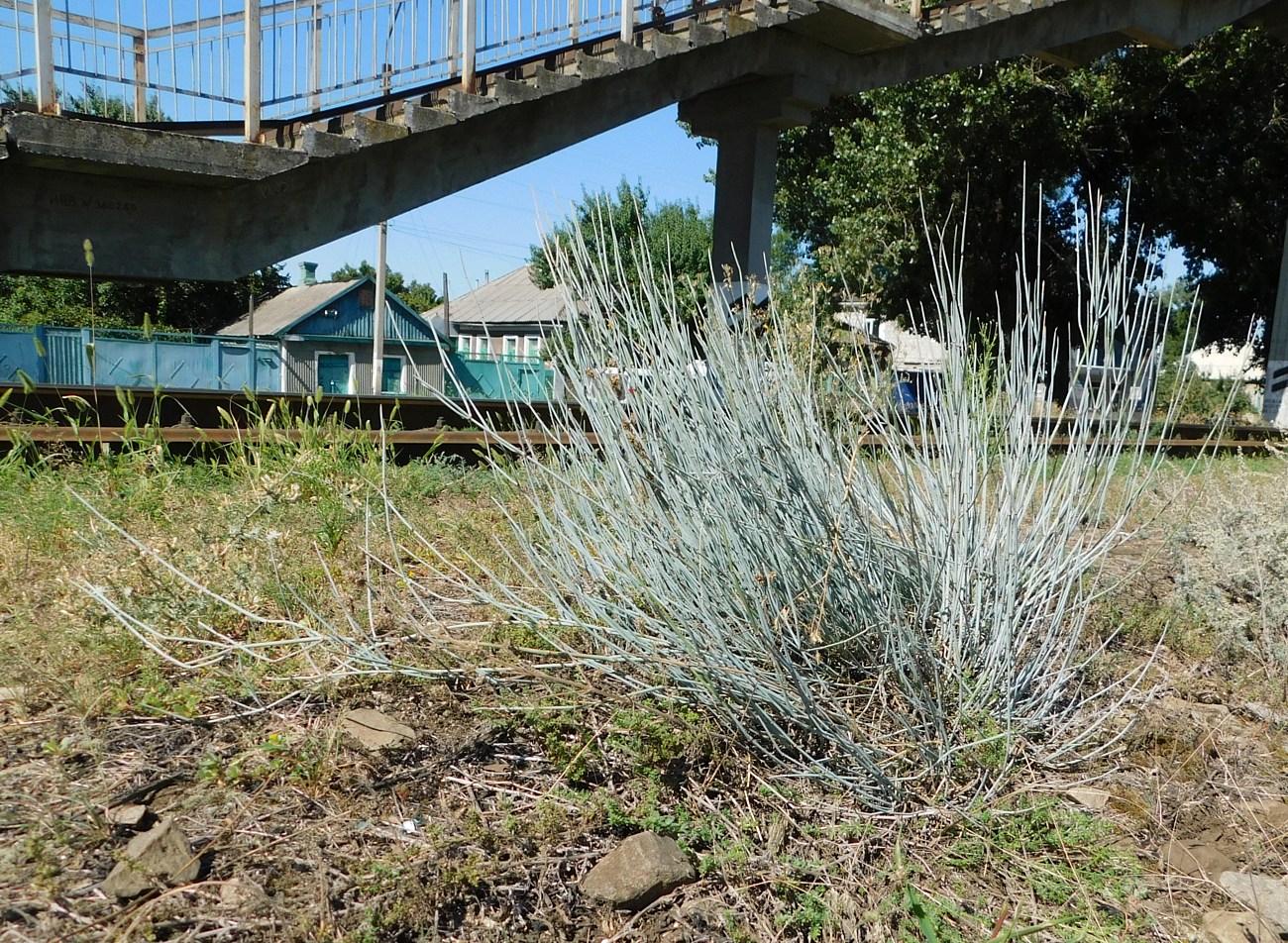 Image of Ephedra equisetina specimen.