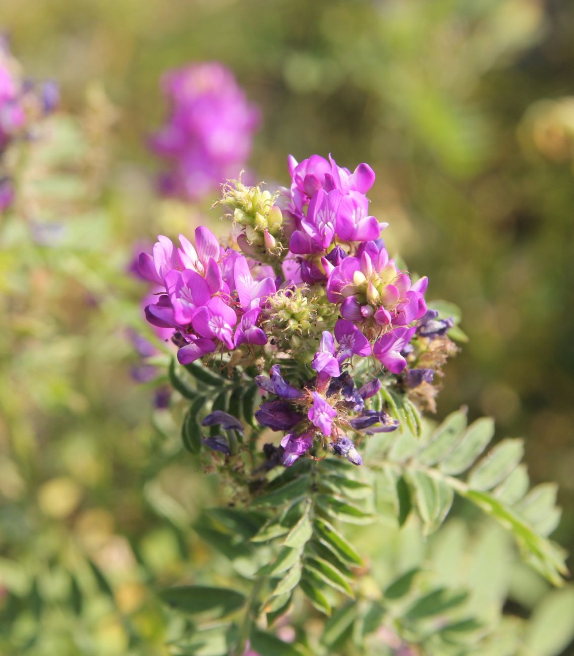 Изображение особи Astragalus davuricus.