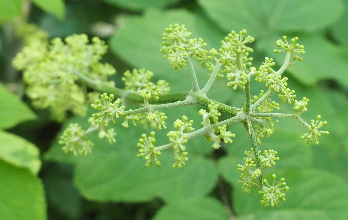 Изображение особи Aralia racemosa.