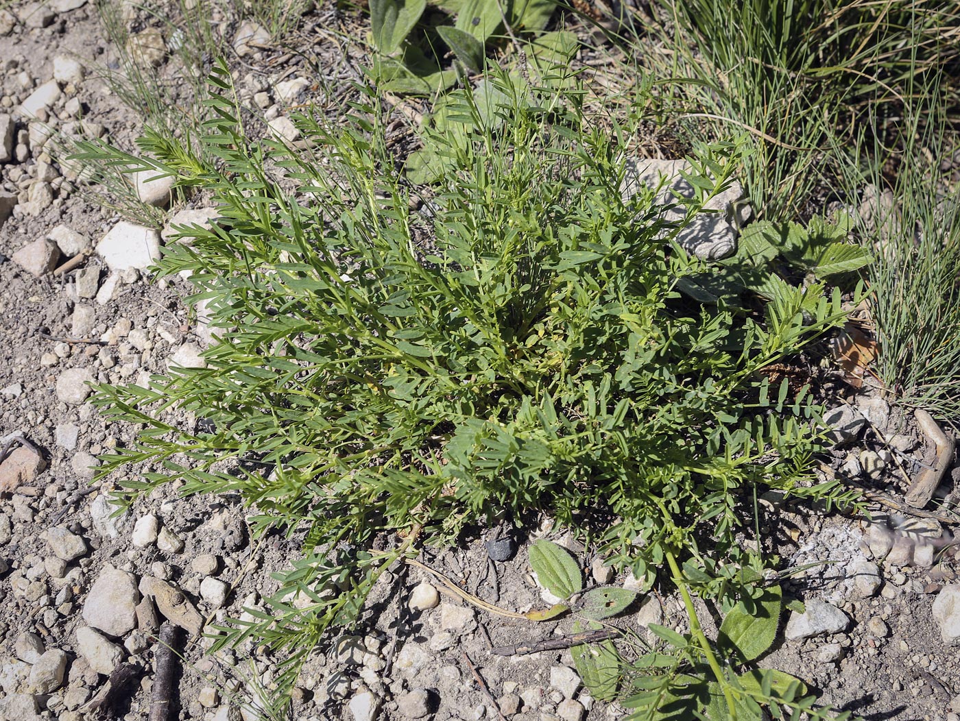 Image of Astragalus sulcatus specimen.