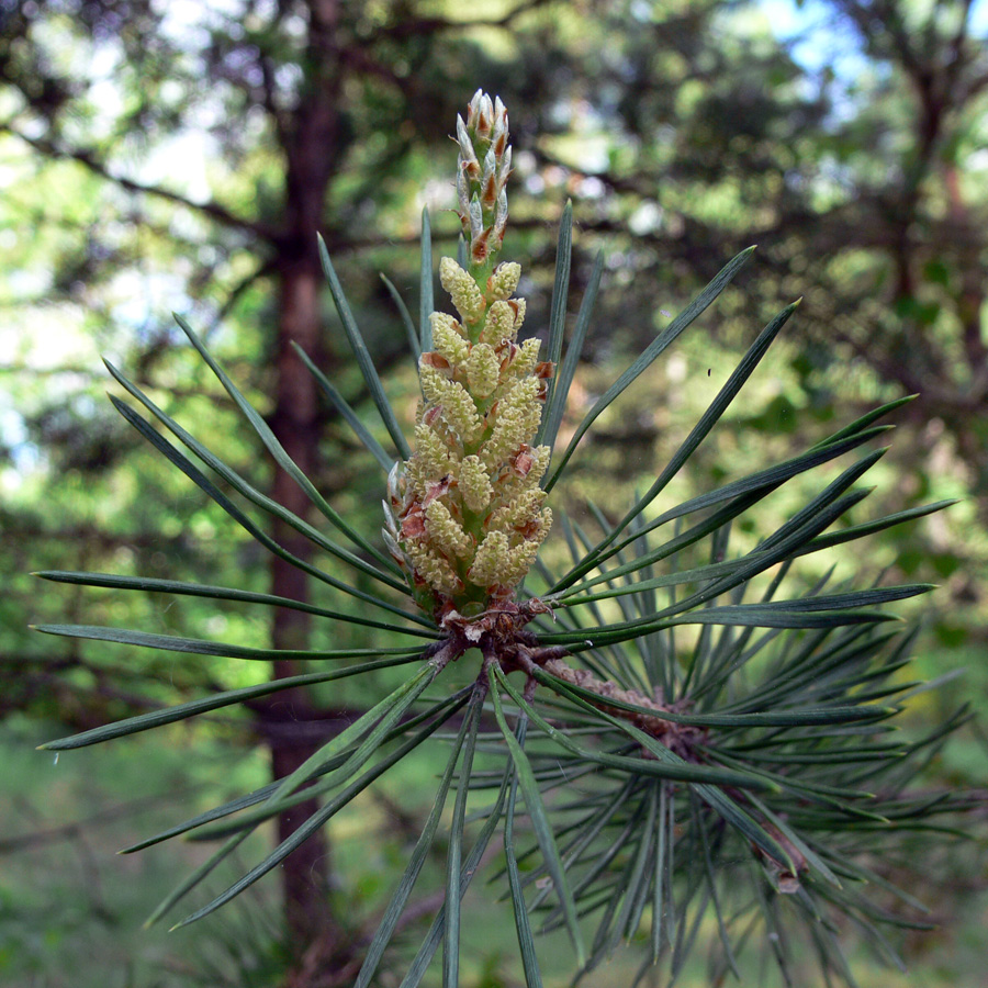 Изображение особи Pinus sylvestris.