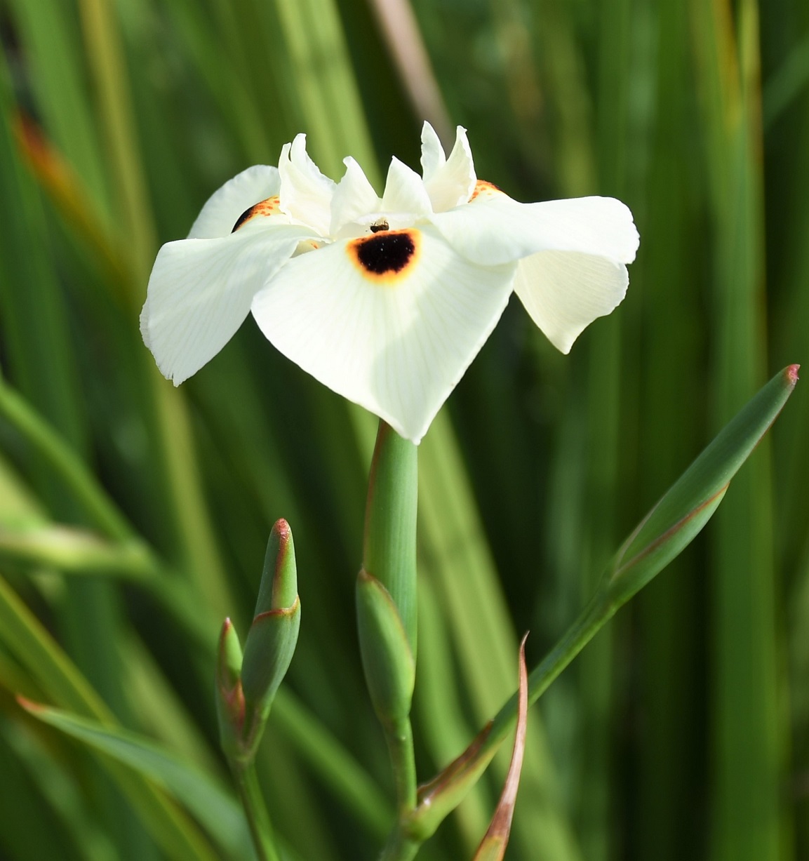 Изображение особи Dietes bicolor.