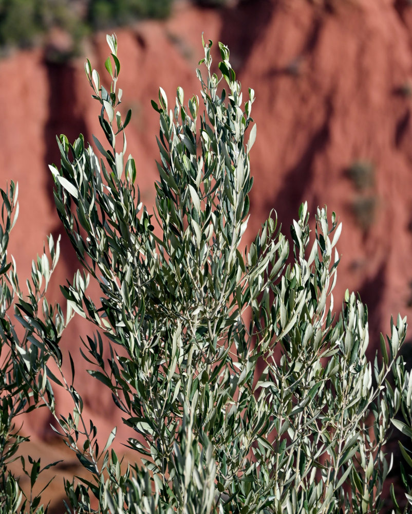 Image of Olea europaea specimen.