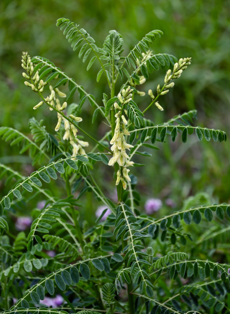 Image of Astragalus galegiformis specimen.