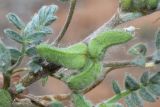 Astragalus tribuloides