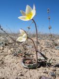 Tulipa salsola. Цветущее растение. Казахстан, Сев. Тянь-Шань, плато Сюгаты, глинисто-щебнистый участок нагорной пустыни. 2 апреля 2023 г.