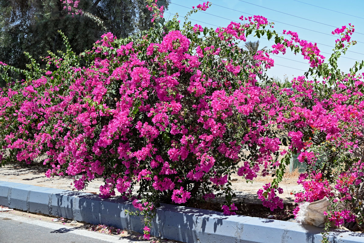 Изображение особи Bougainvillea glabra.