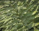 Dryopteris filix-mas. Часть спороносящей вайи. Пермский край, г. Пермь, Кировский р-н, клумба у жилого дома. 06.07.2023.