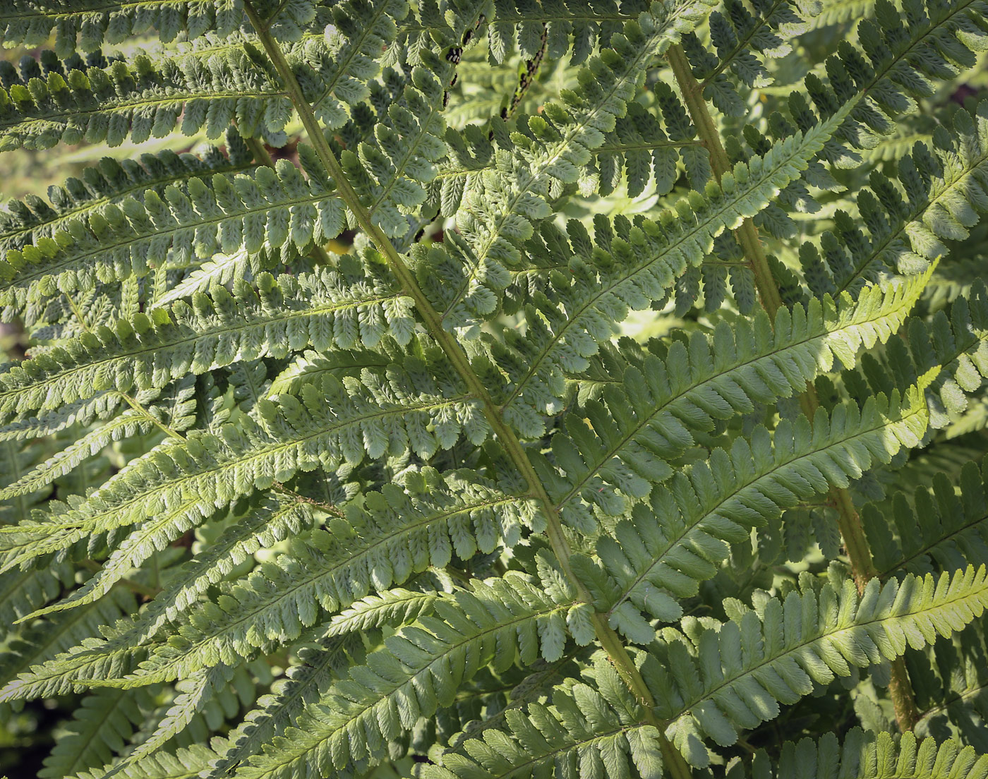 Image of Dryopteris filix-mas specimen.