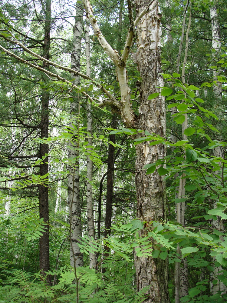 Image of Betula costata specimen.