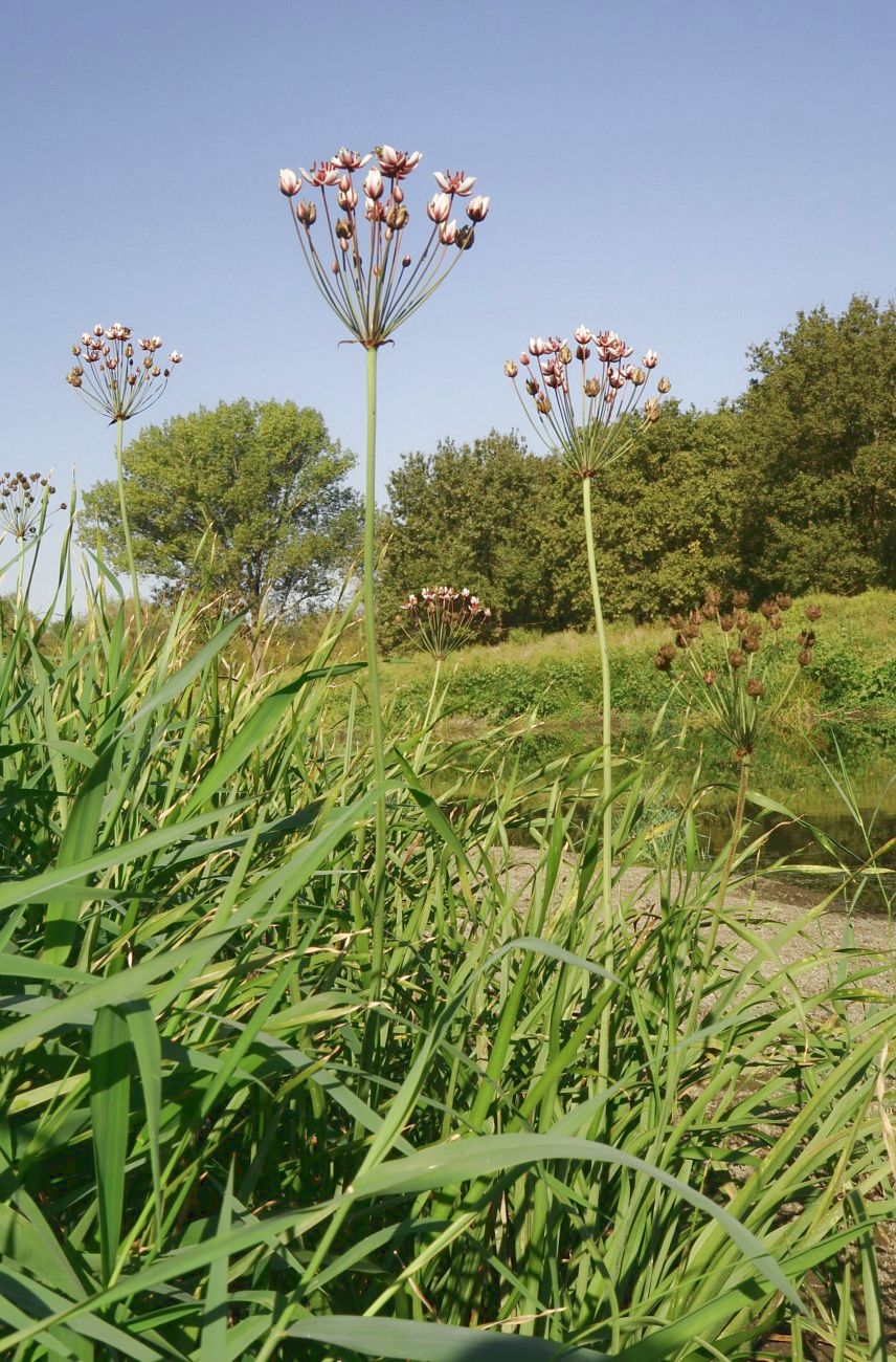 Изображение особи Butomus umbellatus.