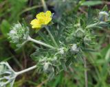 Potentilla argentea. Верхушка побега с цветком и бутонами. Московская обл., Одинцовский р-н, с. Никольское, край поля. 31.05.2010.