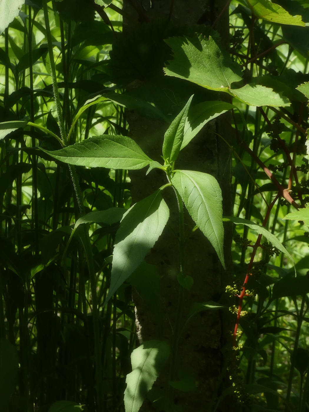 Изображение особи Helianthus tuberosus.