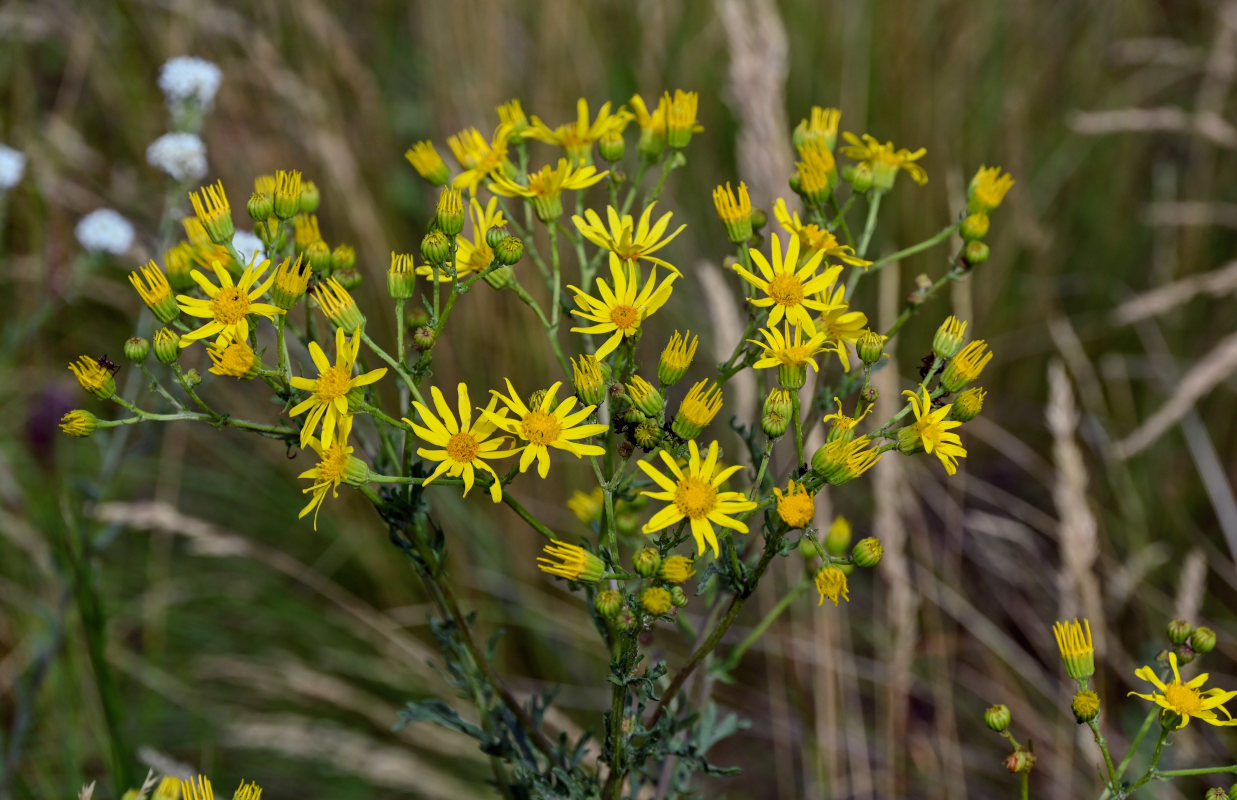 Изображение особи Senecio jacobaea.