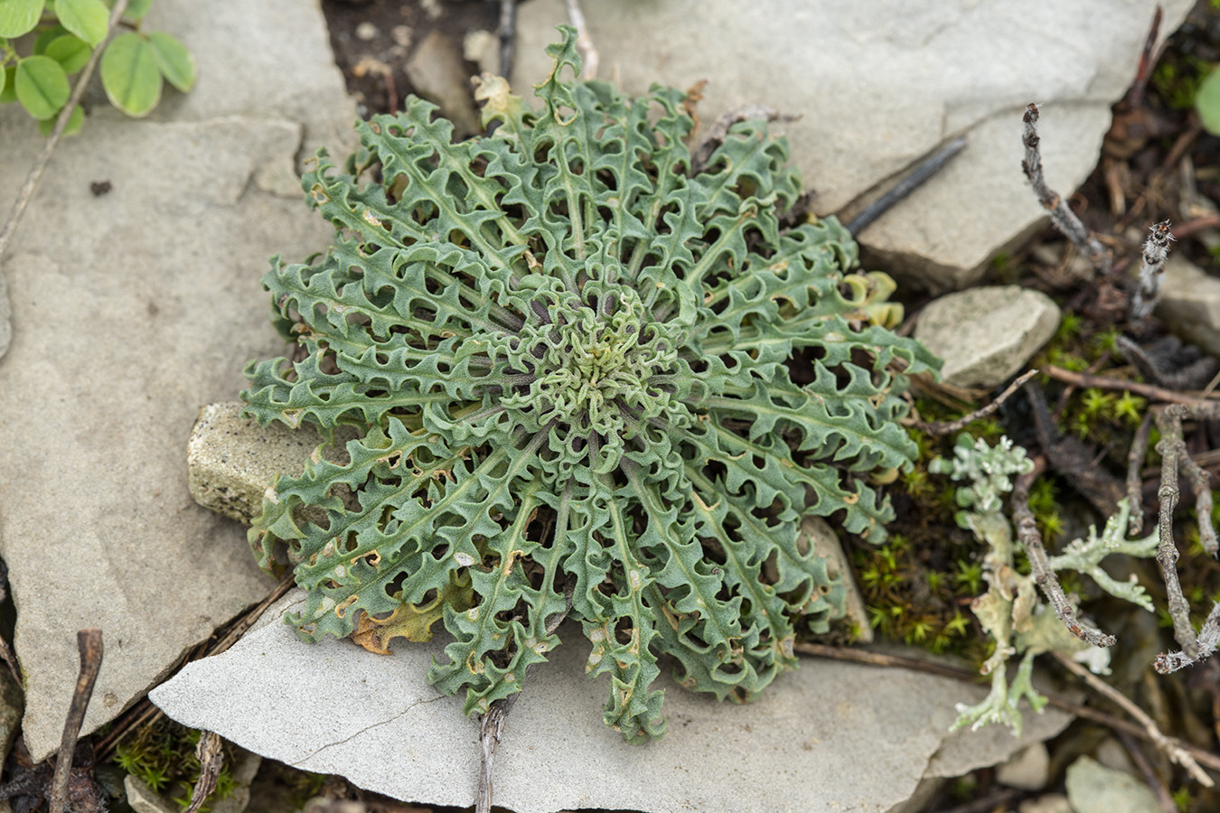 Изображение особи Erysimum callicarpum.