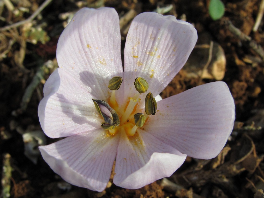 Image of Colchicum triphyllum specimen.