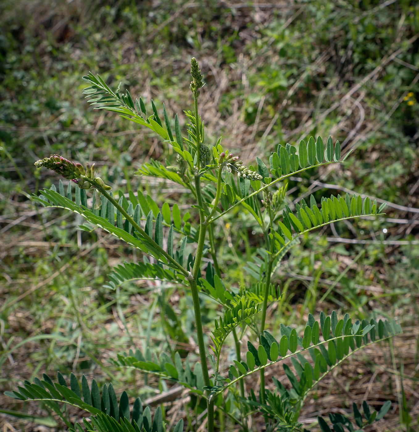 Image of Astragalus falcatus specimen.