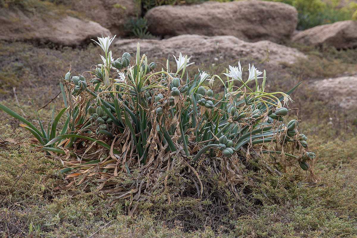 Image of Pancratium maritimum specimen.