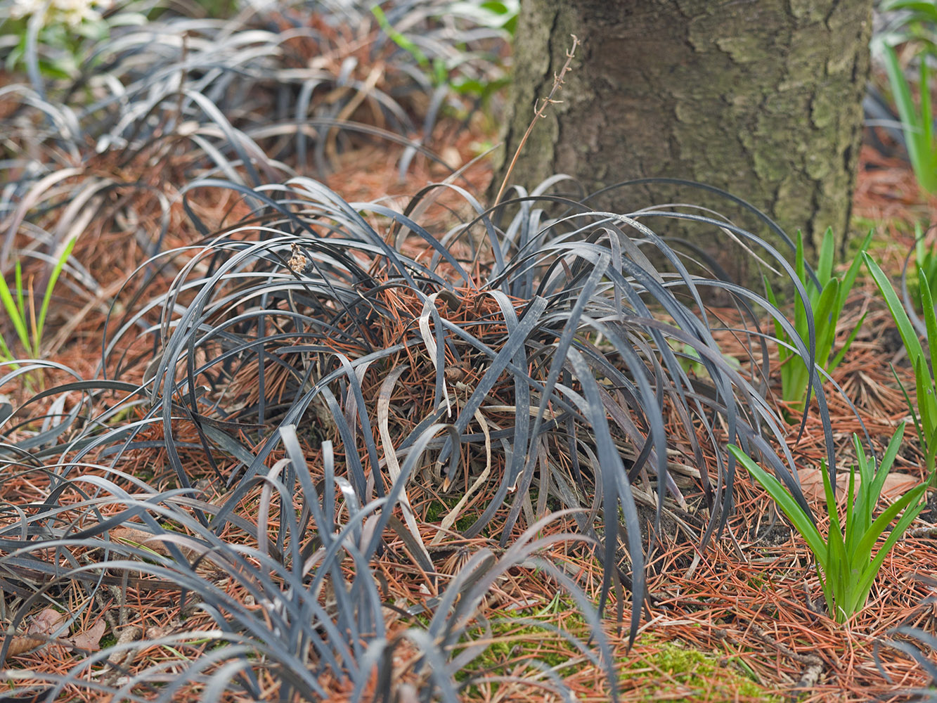Image of Ophiopogon planiscapus specimen.