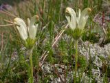 Pedicularis capitata