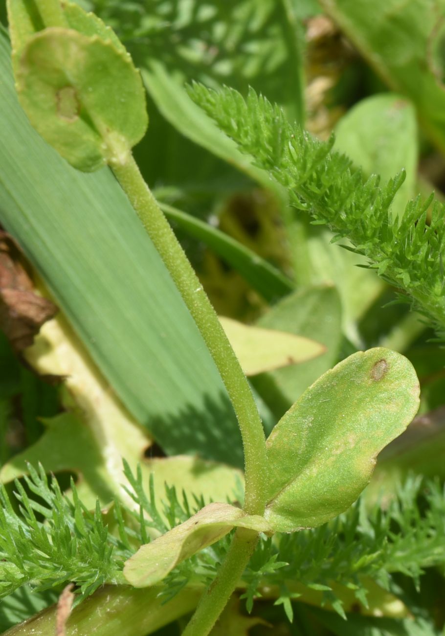 Изображение особи Veronica serpyllifolia.