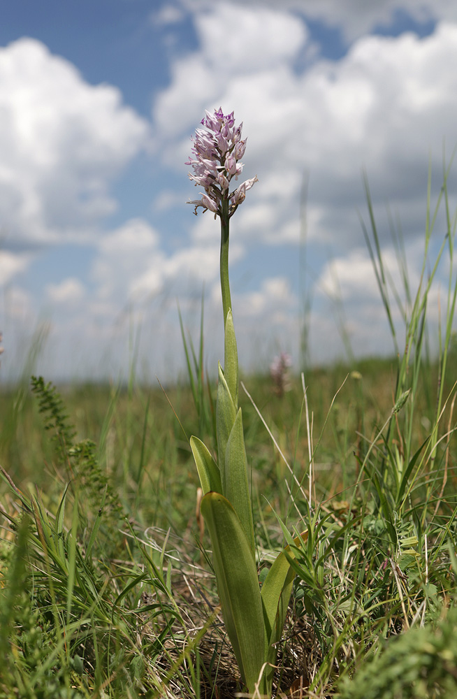 Image of Orchis militaris ssp. stevenii specimen.