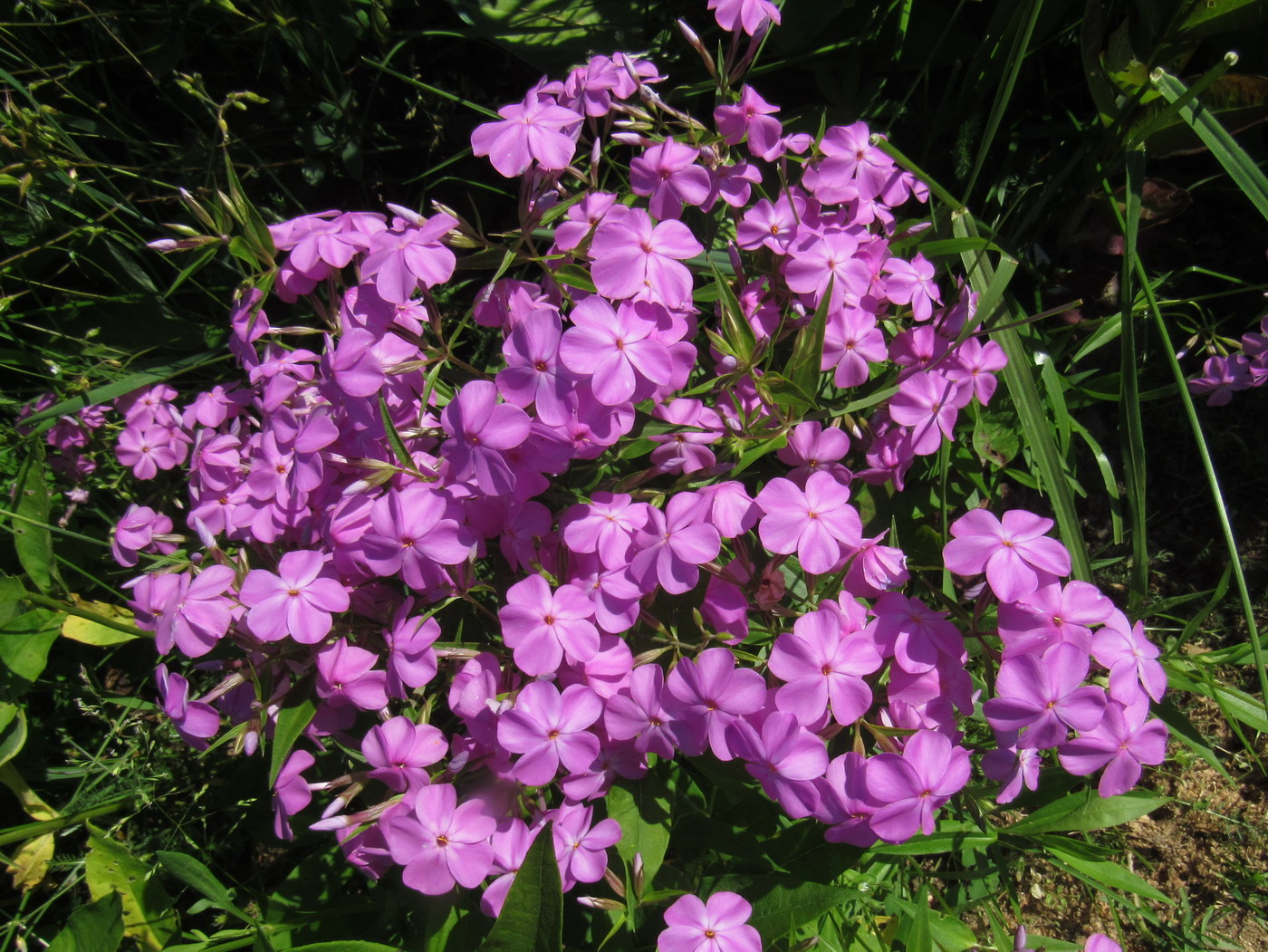 Image of Phlox glaberrima specimen.