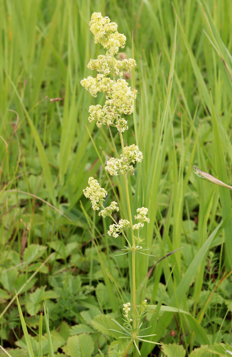 Image of Galium &times; pomeranicum specimen.