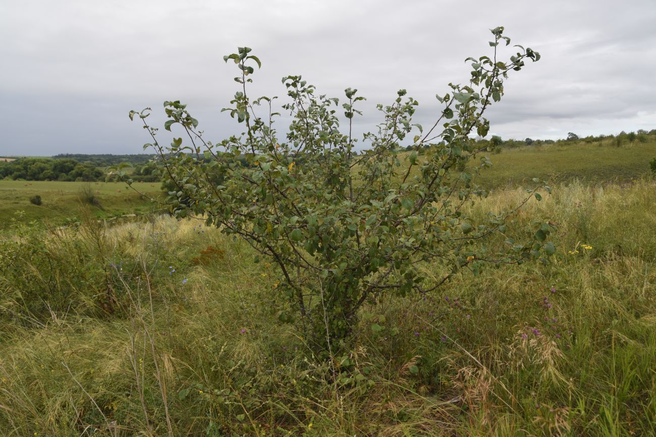 Изображение особи род Malus.