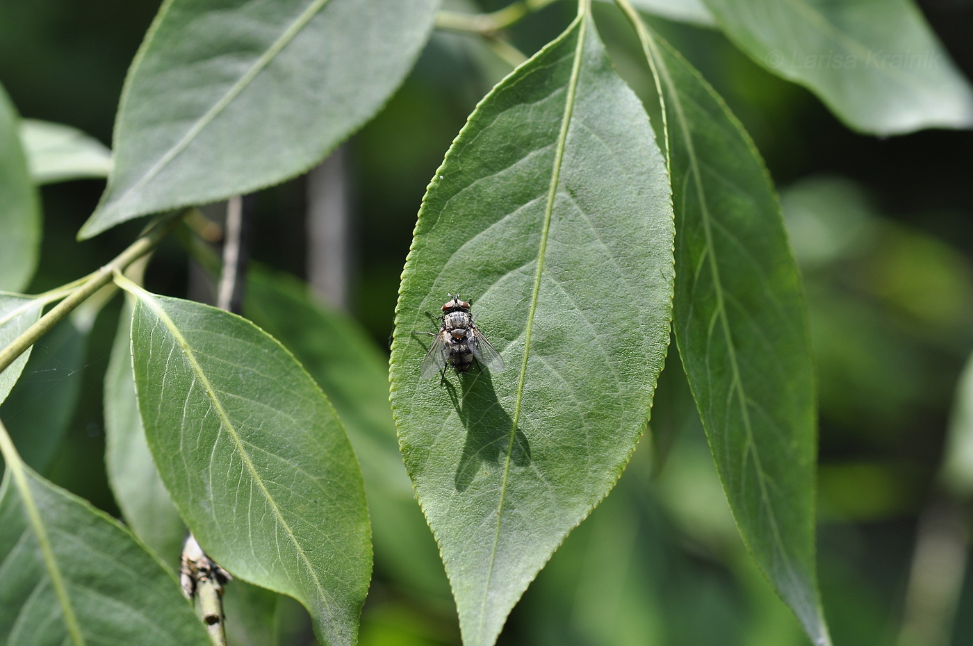 Изображение особи Euonymus maackii.