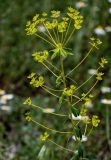 род Euphorbia