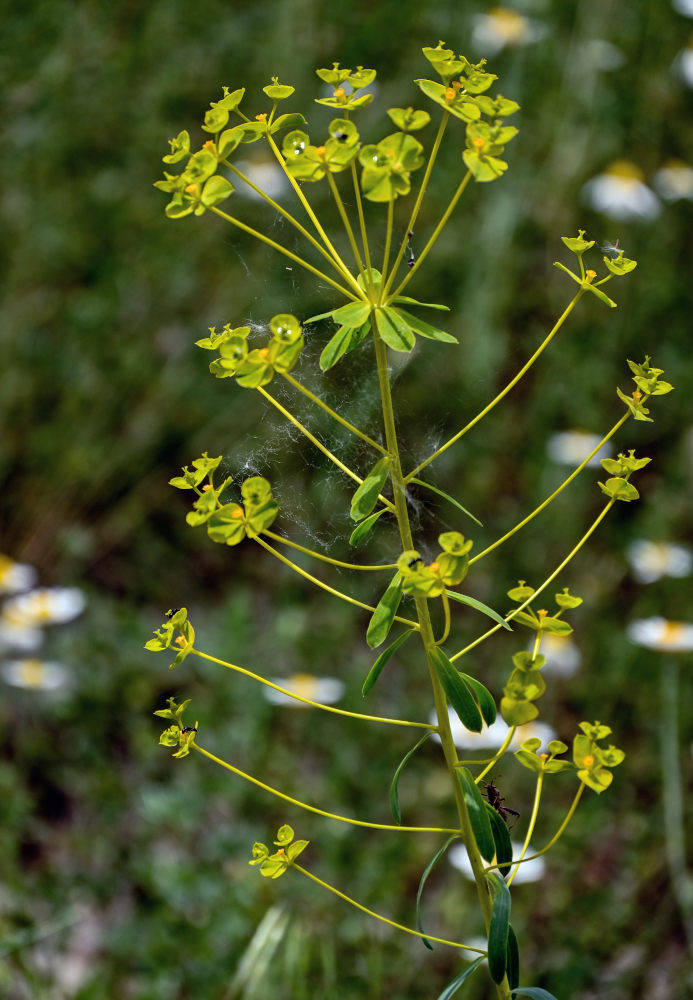 Изображение особи род Euphorbia.