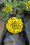 Alyssum oschtenicum